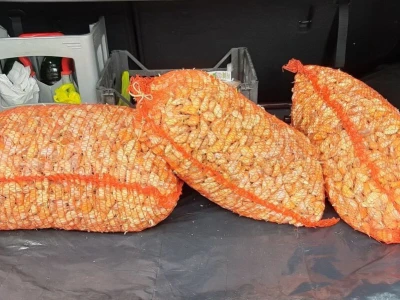 ČEŠNJAK - BIJELI LUK - DOMAĆI*ZA SADNJU