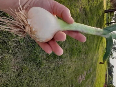Češnjak slavonski bijeli luk