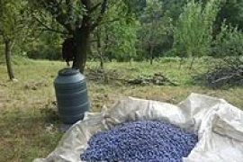 Domaca rakija