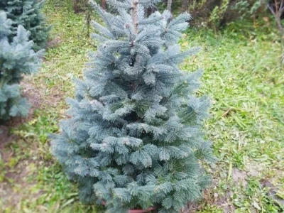 Igličaste Sadnice