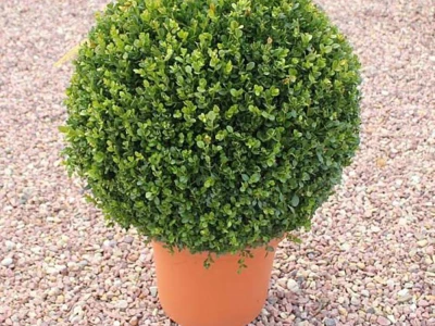 Topiary Bonsai Niwaki - Vrtna ukrasna Drvca - Japanske Skulpture (životinje)