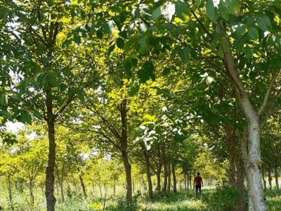 Eko voćnjaci Oraha 4.19 ha i 1.36 ha - Podravske Sesvete – PRODAJA