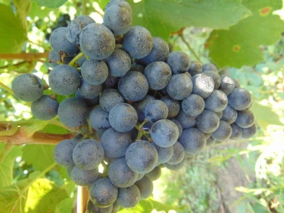 GROŽĐE