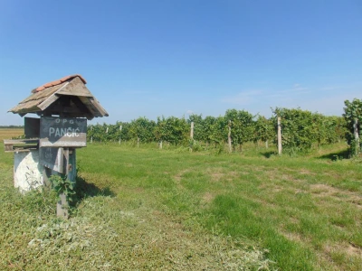 GROŽĐE