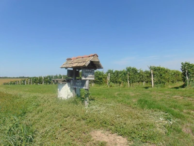 GROŽĐE