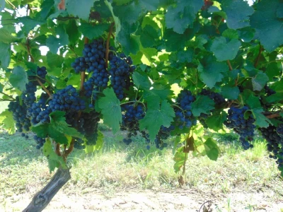 GROŽĐE