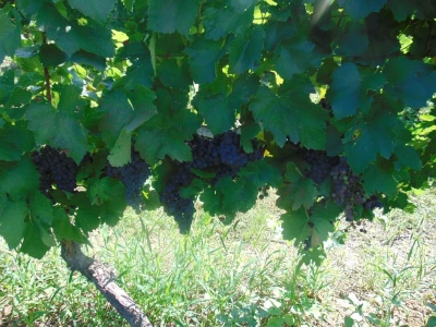 GROŽĐE