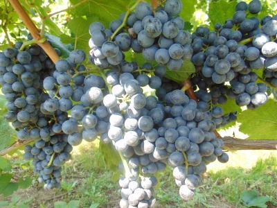 GROŽĐE