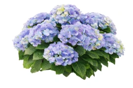 Hortenzija (Hydrangea macrophylla) FI 14