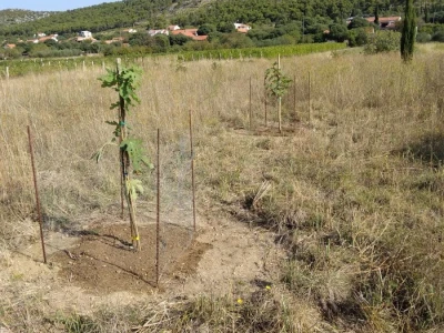 Prodajem poljoprivredno zemljište (oranica) u Stankovcima
