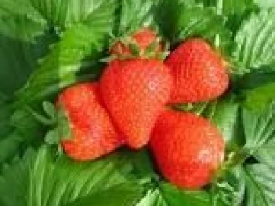 jagode
