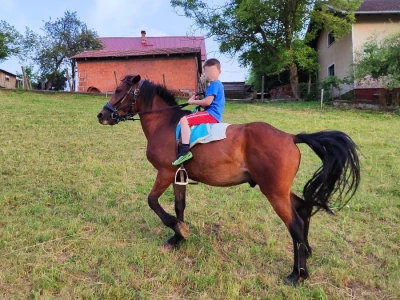 kastrat