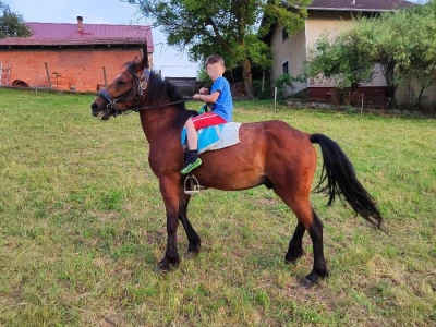 kastrat