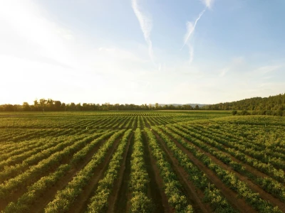 Profesionalno snimanje i fotografiranje dronom specijalizirano za potrebe poljoprivrede i agrokulture
