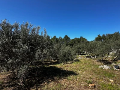 3 šarmantne kućice u masliniku - Čelopike, Blato