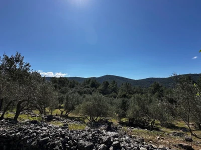 3 šarmantne kućice u masliniku - Čelopike, Blato