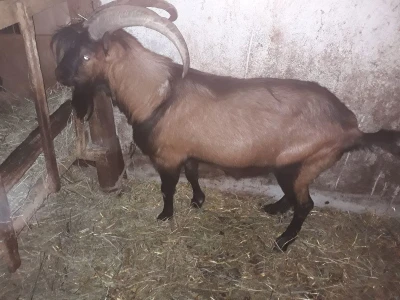 Jarac