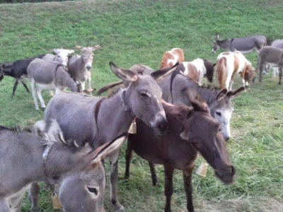 Magareće mlijeko