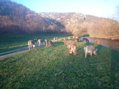 Magareće mlijeko