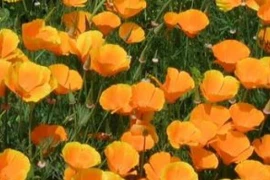 Mak KALIFORNIJSKI žuti Eschscholtzia californica