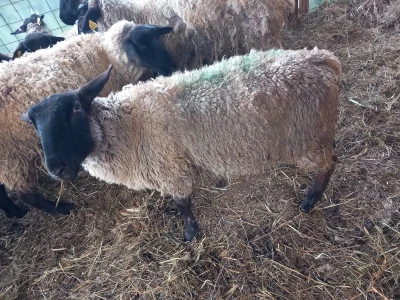 Ovnovi stari godinu, saffolki s papirima