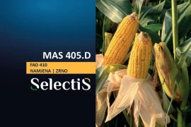 MAS 405 D - SelectiS hibrid kukuruza