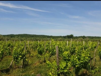 Maslinik i vinograd 9.560 m2 - Sveti Lovreč