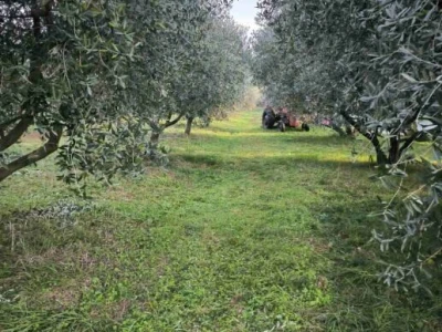Maslinik i vinograd 9.560 m2 - Sveti Lovreč