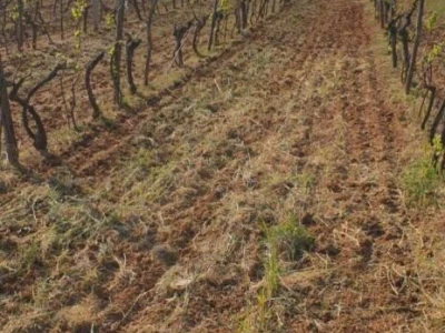 Maslinik i vinograd 9.560 m2 - Sveti Lovreč