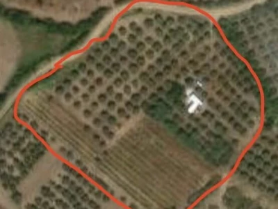 Maslinik i vinograd 9.560 m2 - Sveti Lovreč