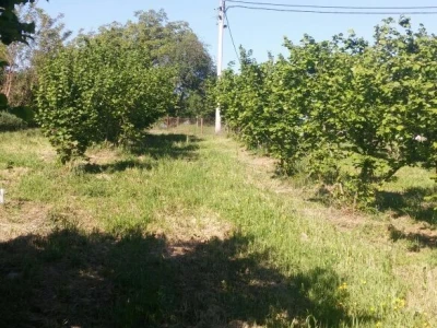 Nasada lijeske, 9 ha + potrebna mehanizacija