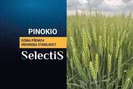PINOKIO - ozima pšenica