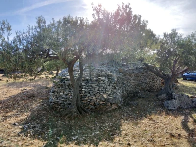 Postira, 8273 m2, uređeni maslinik, asfaltirana cesta, blizina mora