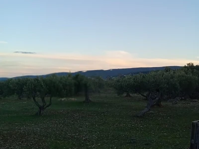 Postira, 8273 m2, uređeni maslinik, asfaltirana cesta, blizina mora