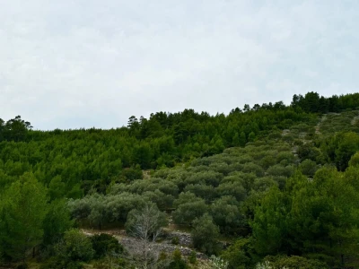 Predivan maslinik 3.965 m2 - blizina uvale Gršćica
