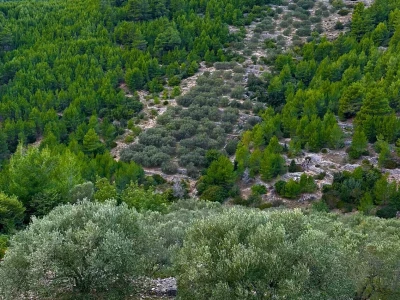 Predivan maslinik 3.965 m2 - blizina uvale Gršćica
