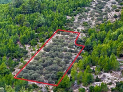 Predivan maslinik 3.965 m2 - blizina uvale Gršćica