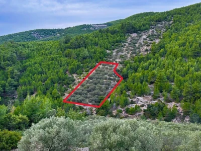 Predivan maslinik 3.965 m2 - blizina uvale Gršćica