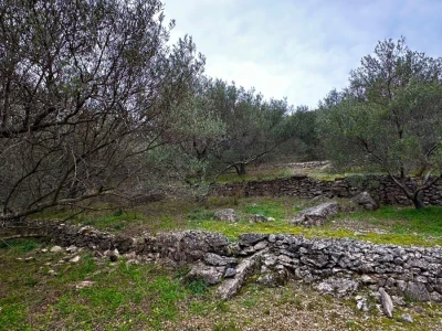 Predivan maslinik 3.965 m2 - blizina uvale Gršćica