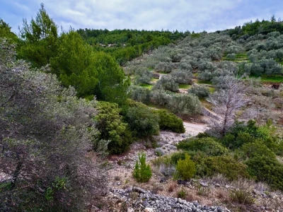 Predivan maslinik 3.965 m2 - blizina uvale Gršćica