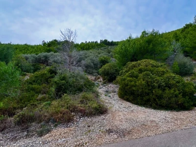 Predivan maslinik 3.965 m2 - blizina uvale Gršćica
