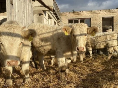 Prodaja bikova i junica -  iz Latvije