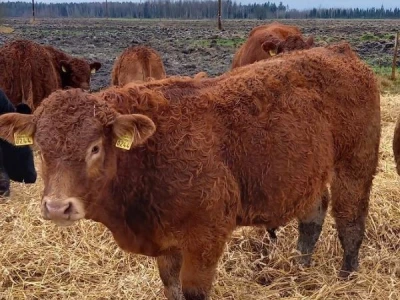 Prodaja bikova i junica -  iz Latvije