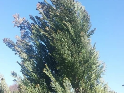 Prodaja čempresa, buksusa i gingka