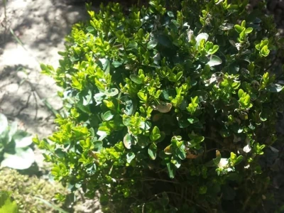 Prodaja čempresa, buksusa i gingka