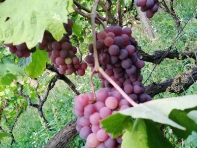 PRODAJA GROŽĐA