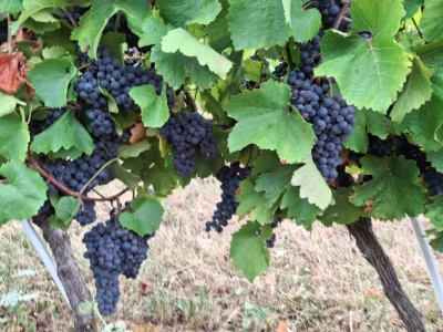 prodaja grozdja zweigelt(crno)Kutjevačko vinogorje