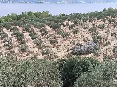 Prodajem eko uređen maslinik otok Brač 2ha