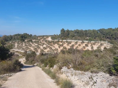 Prodajem eko uređen maslinik otok Brač 2ha