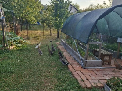 Prodajem indijske patke trkačice